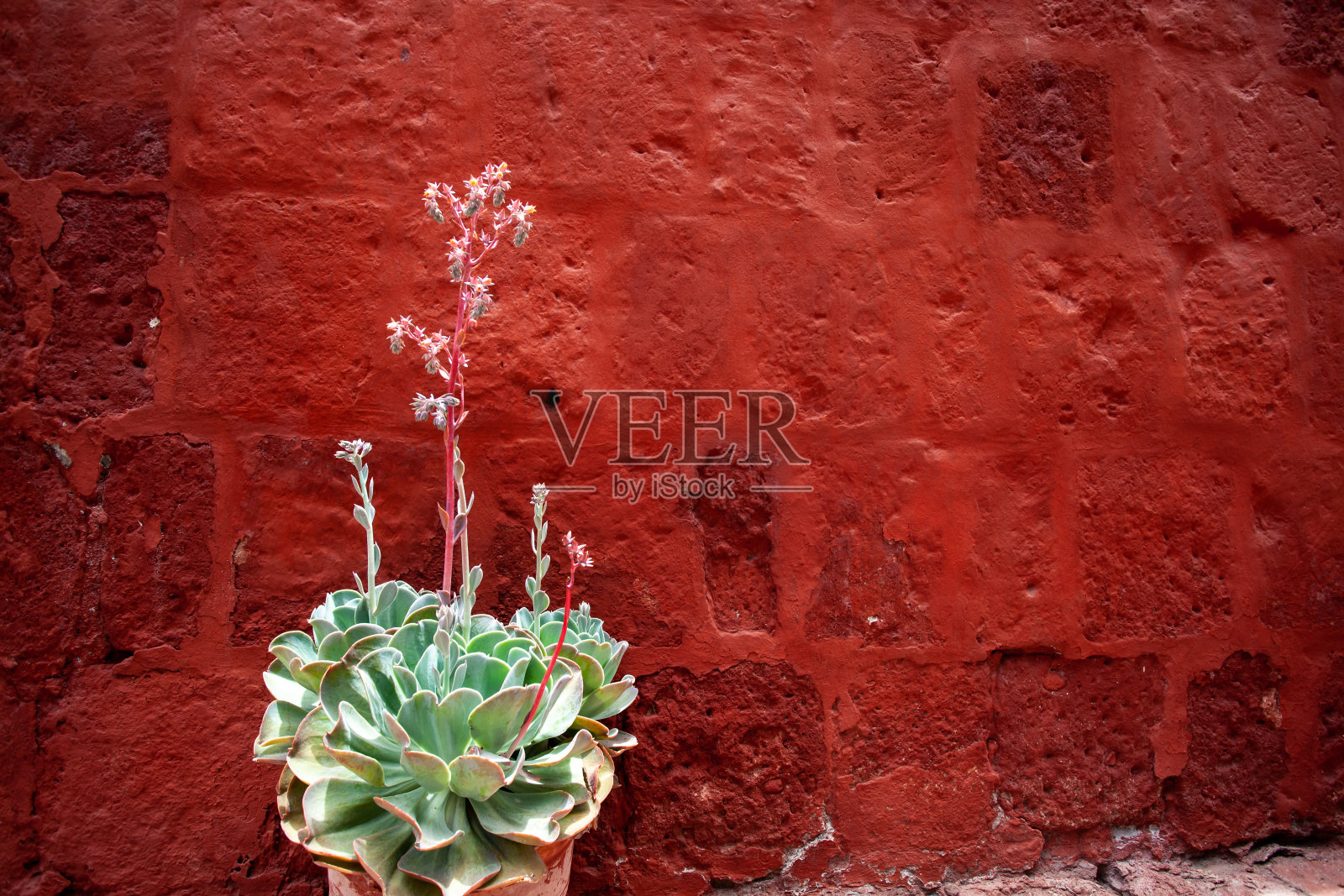 盛开的多肉植物在红色的墙壁上复制过去的背景，向左方向。照片摄影图片