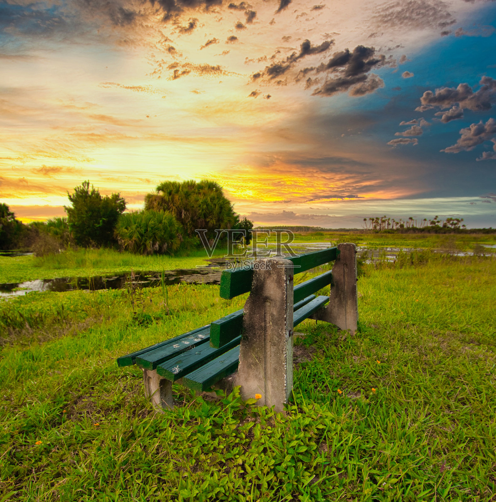 佛罗里达的自然和野生动物照片摄影图片