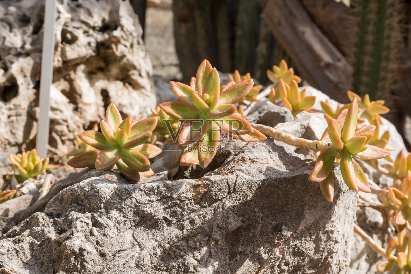 西西里岛卡塔尼亚植物园照片摄影图片