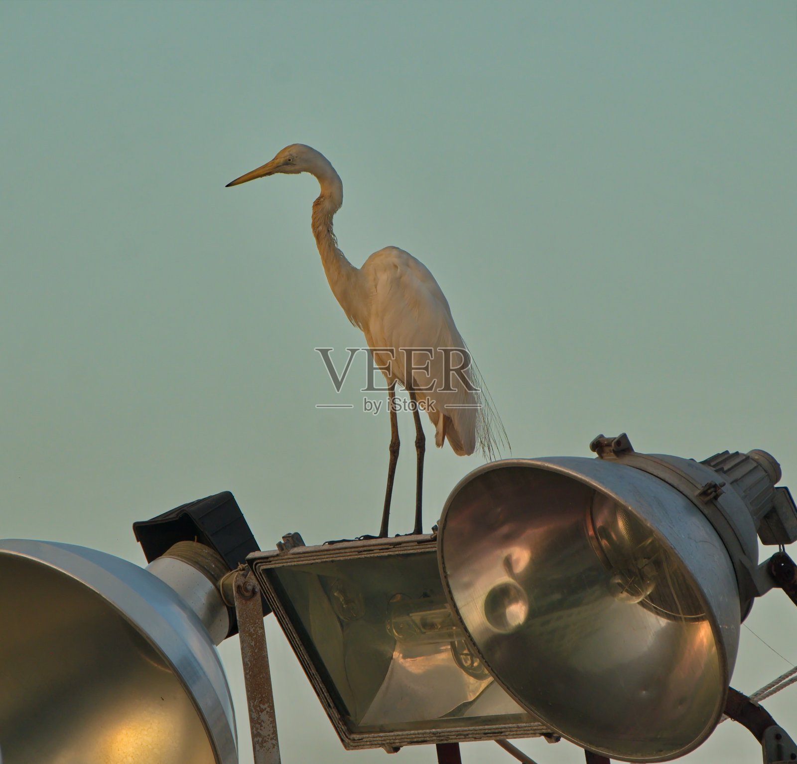寻找丢失的鱼照片摄影图片