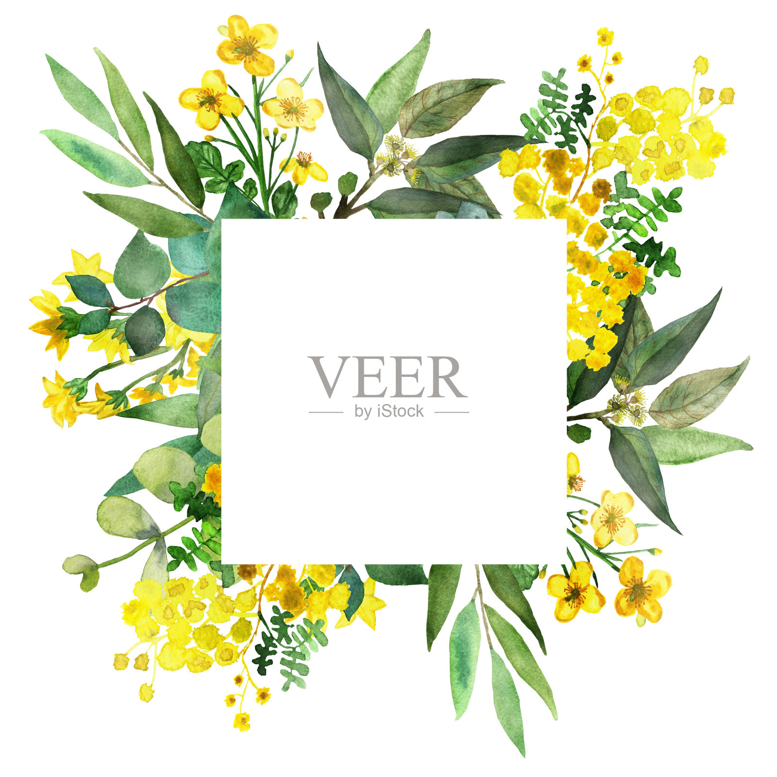 水彩手绘草地自然方形边框与绿色的桉树叶子在树枝上，黄色的相思树和毛茛花束组成的白色背景邀请和贺卡插画图片素材