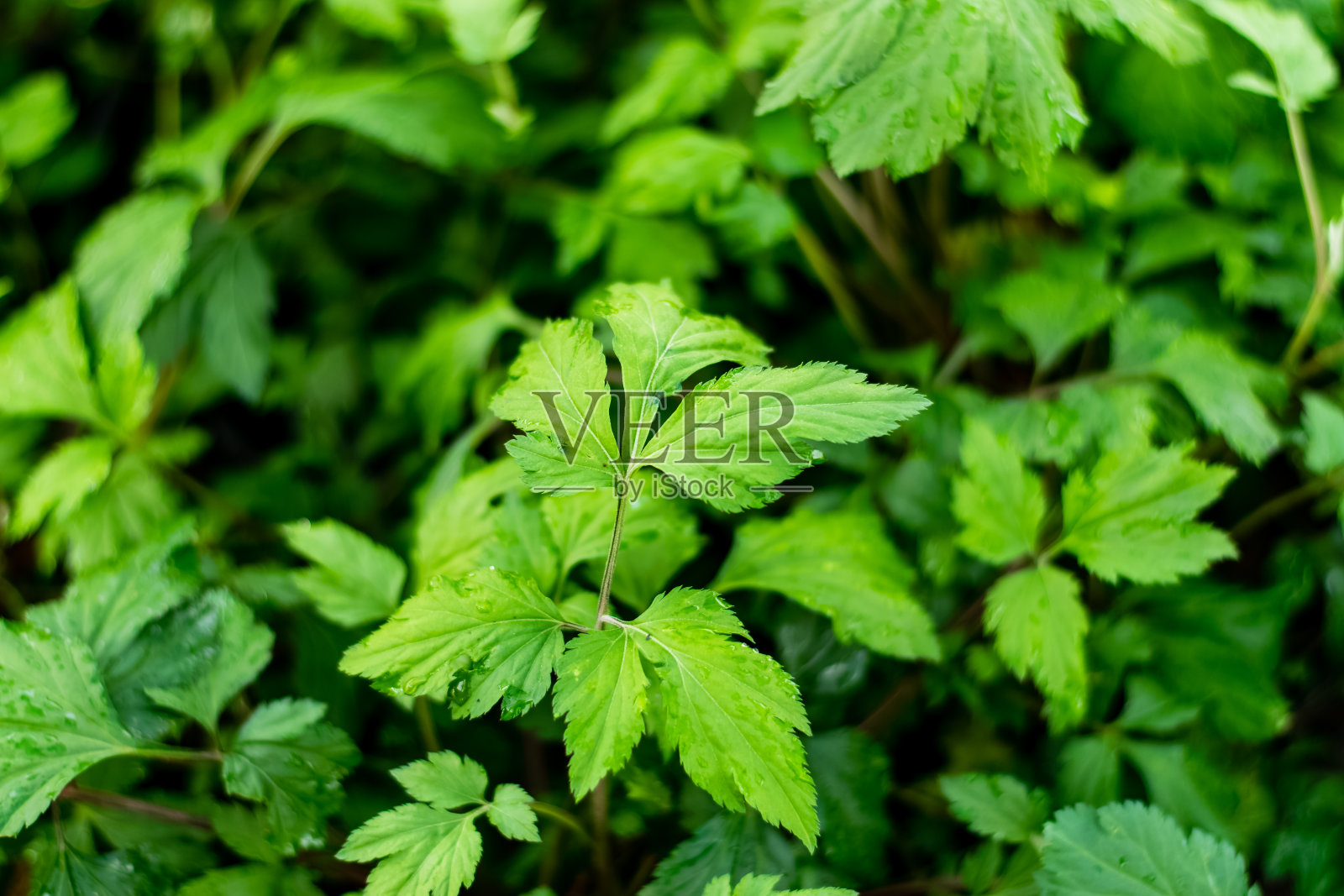 艾花卉,草本植物照片摄影图片
