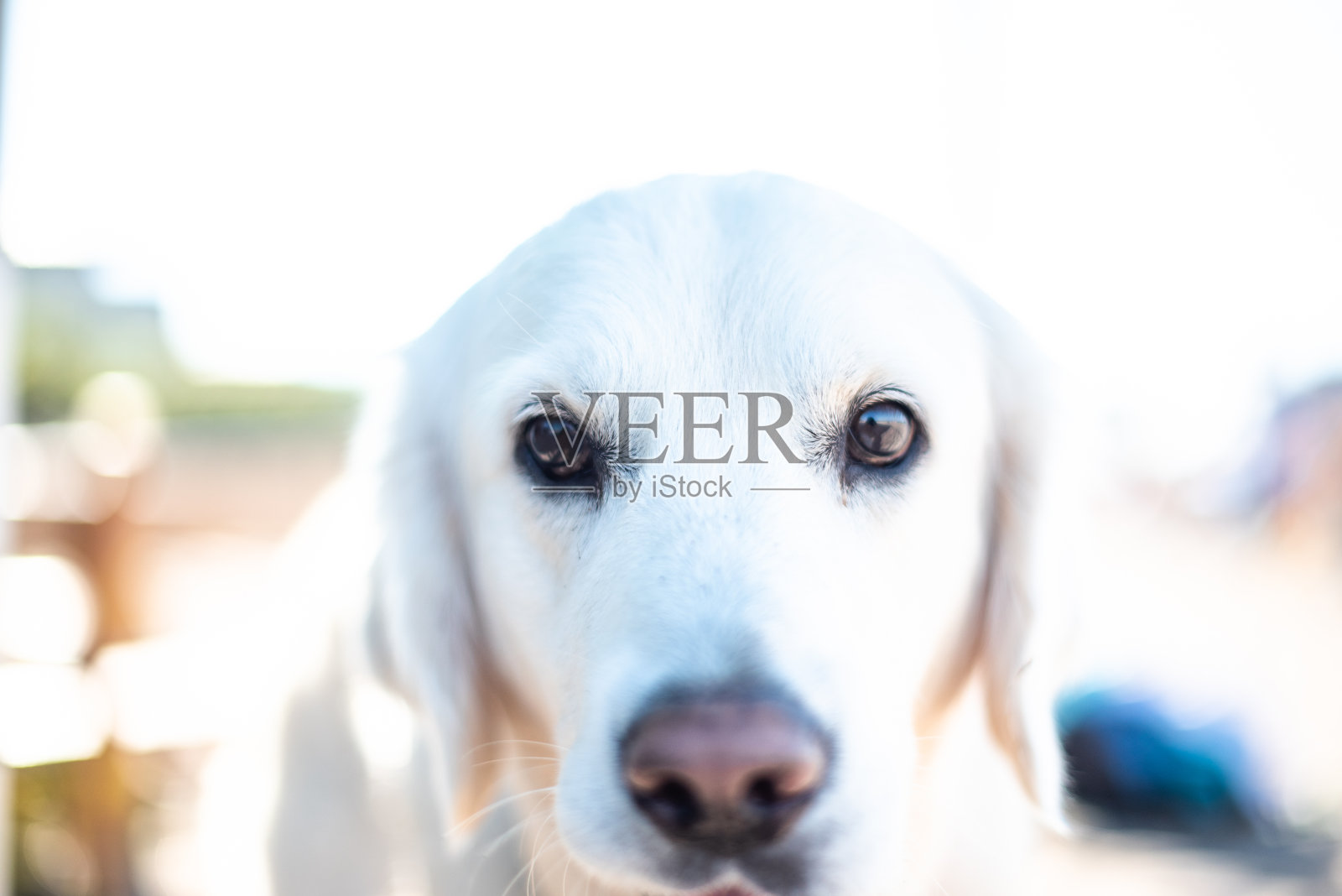 金色猎犬在夏季海滩户外白色毛茸茸可爱的家庭度假概念空间文本dof照片摄影图片