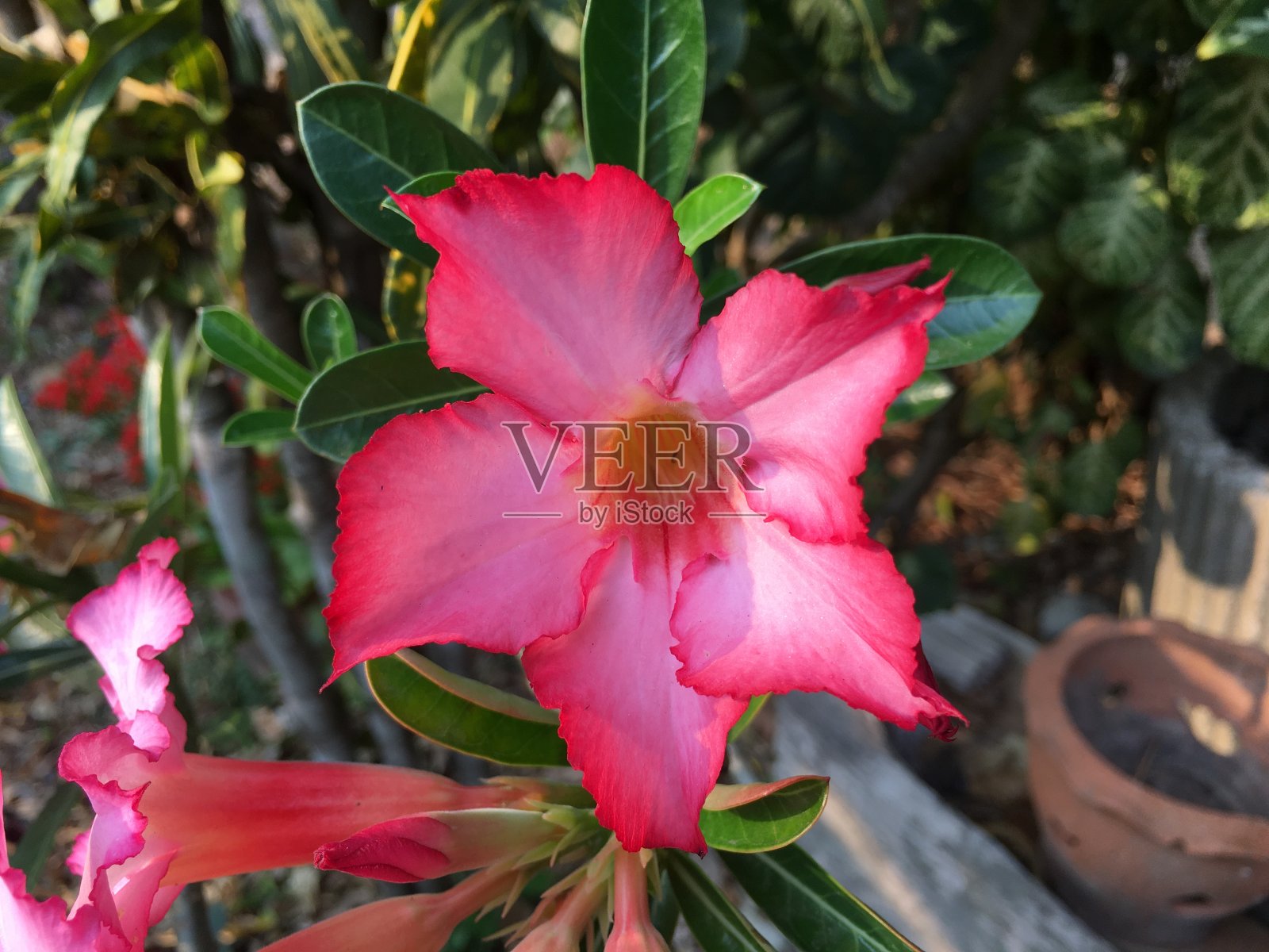 锅里的假杜鹃花照片摄影图片