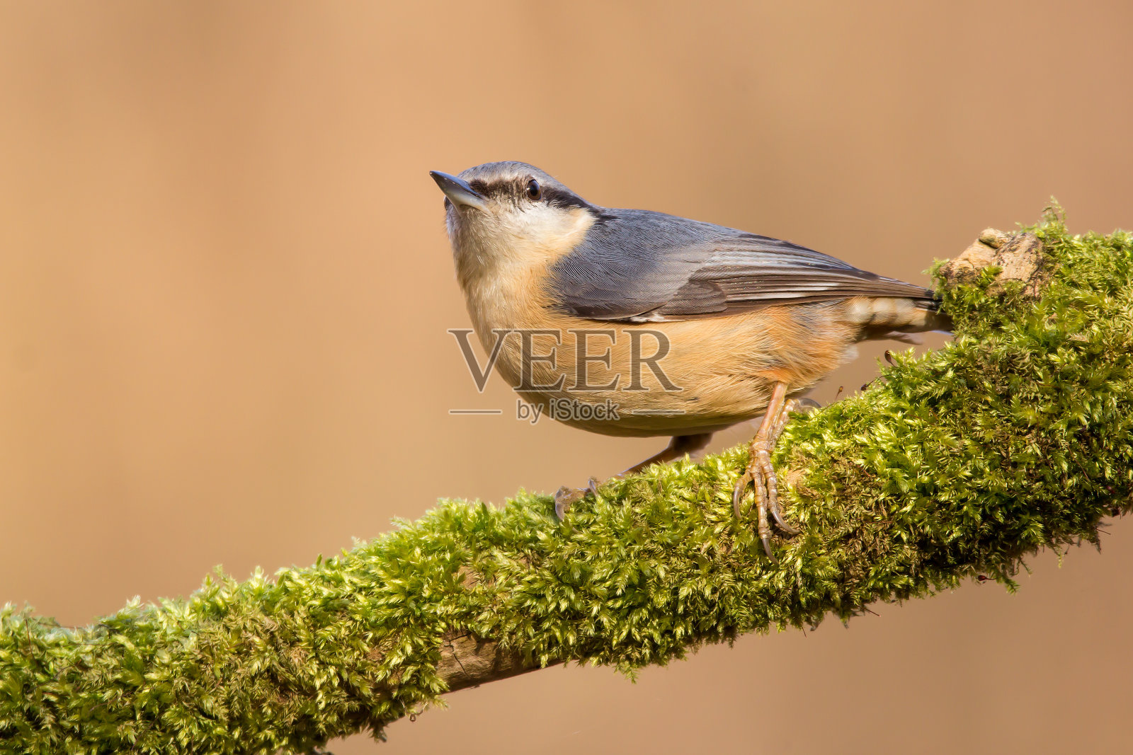 一种栖息在树枝上的欧亚五叶鸟，近距离的鸟照片，背景模糊，普通的木材和花园鸟，胸部橙色，背部灰色照片摄影图片