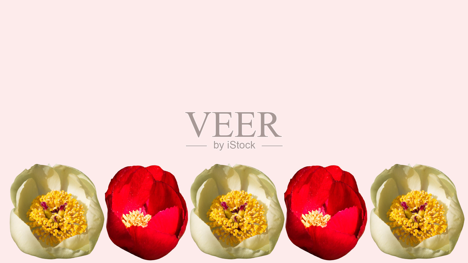 线性构图:黄色和红色的牡丹在一个孤立的淡粉色背景上的图案照片摄影图片