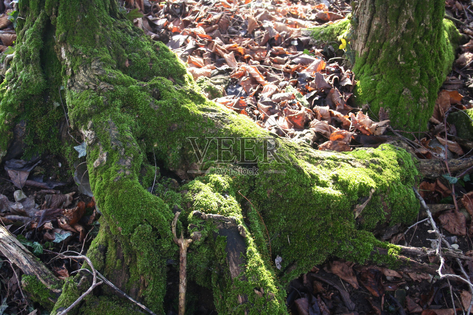 老树在森林里长满了青苔照片摄影图片