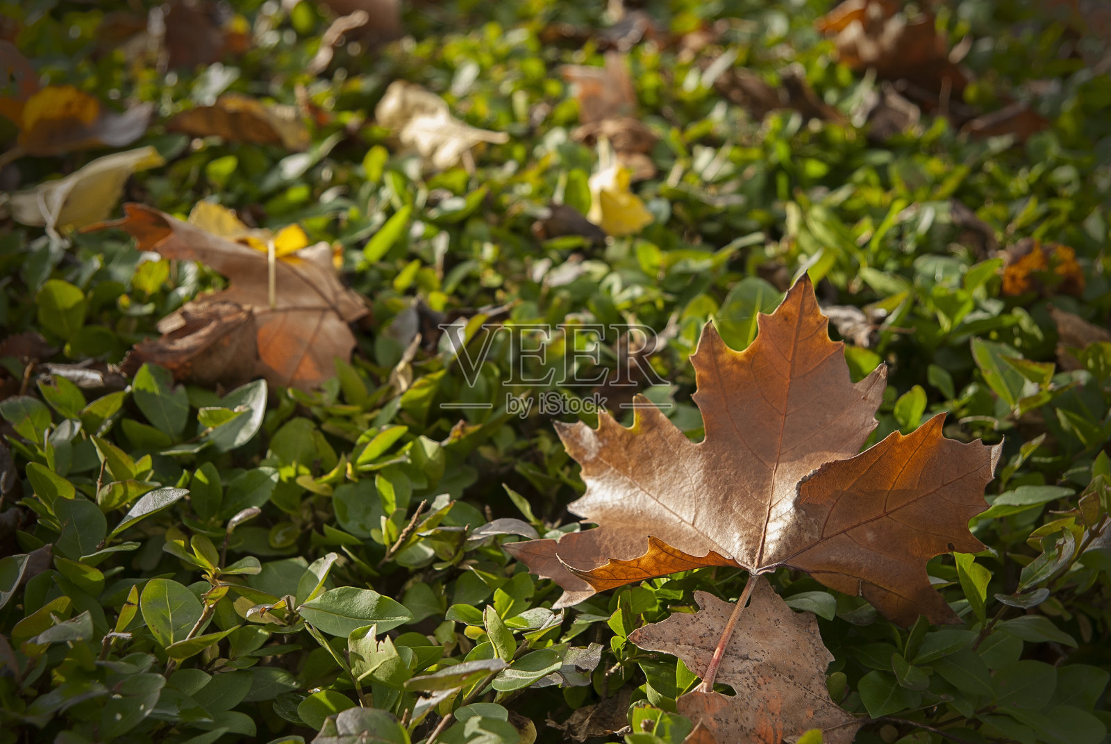 秋天的叶子变成褐色和绿色。照片摄影图片