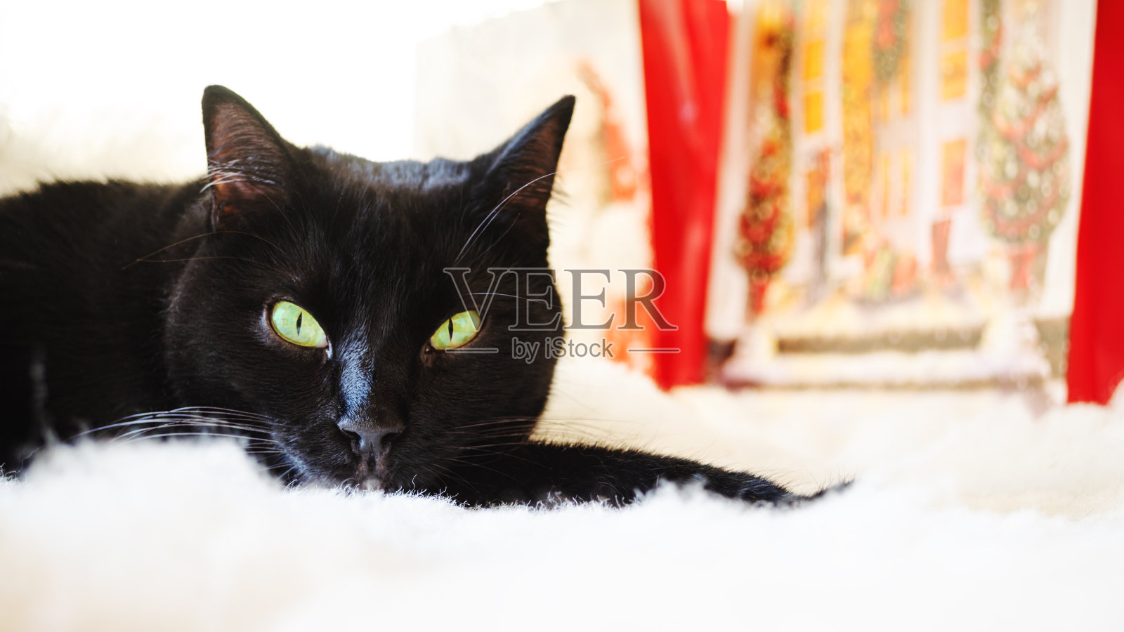 一只绿眼睛的黑猫躺在白色的地毯上，背景是圣诞礼物。照片摄影图片