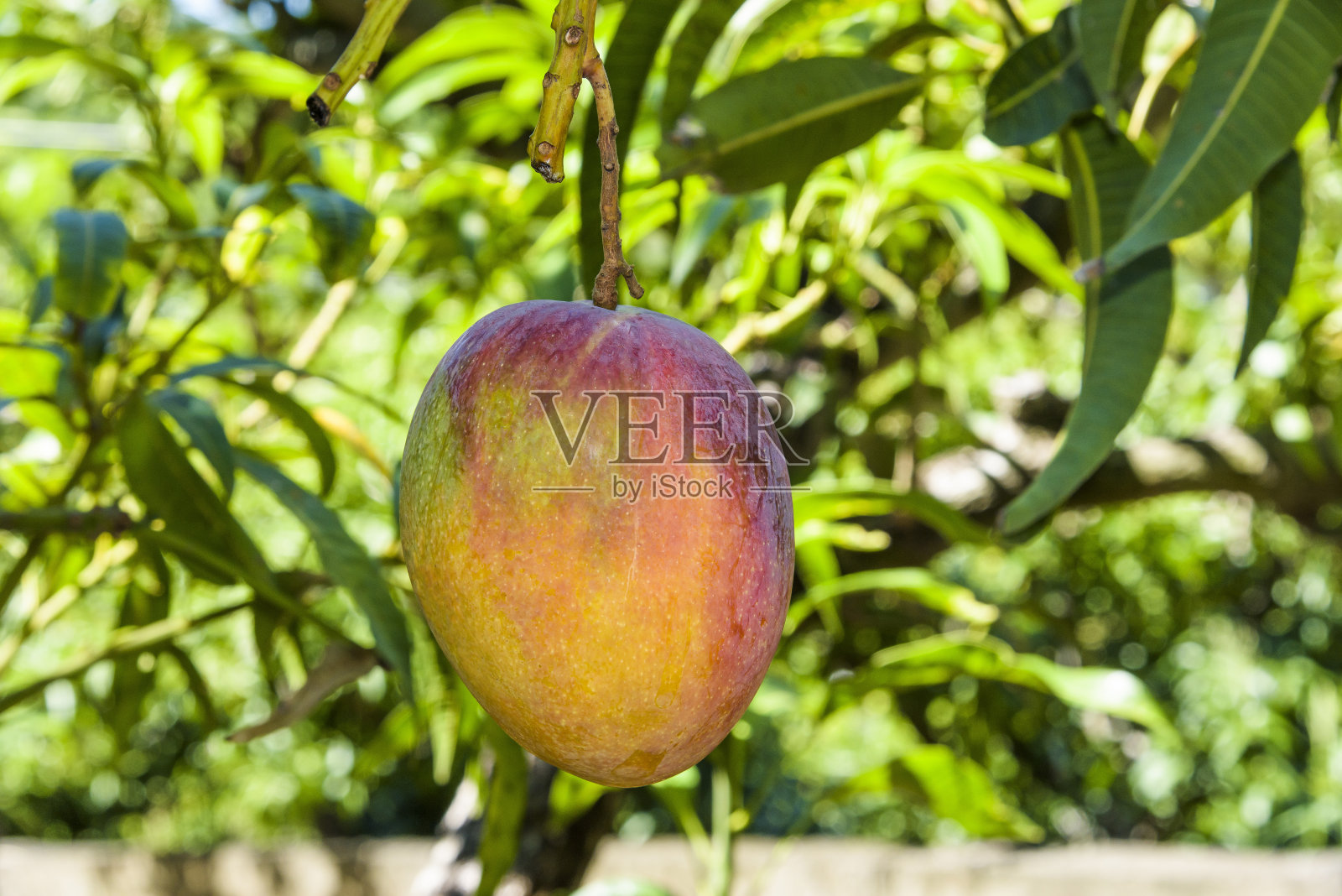 这是芒果树上芒果的特写照片摄影图片