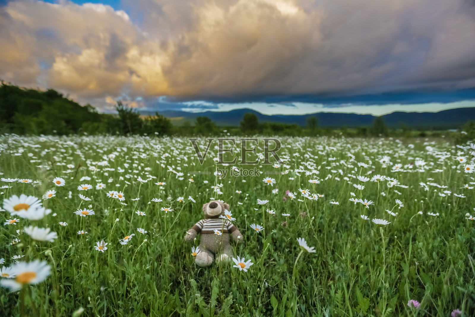 小玩具熊照片摄影图片