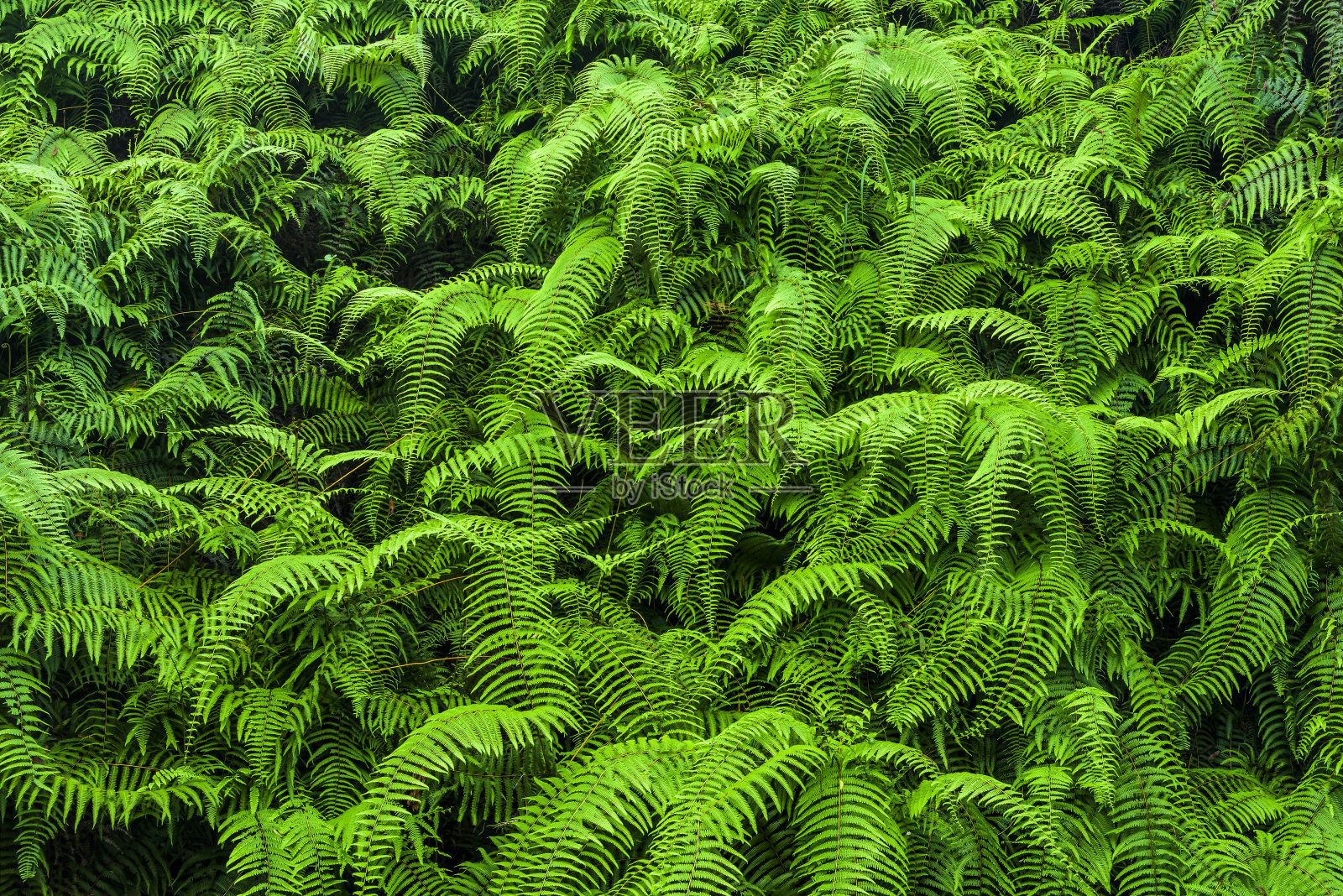 森林中的天然绿蕨照片摄影图片
