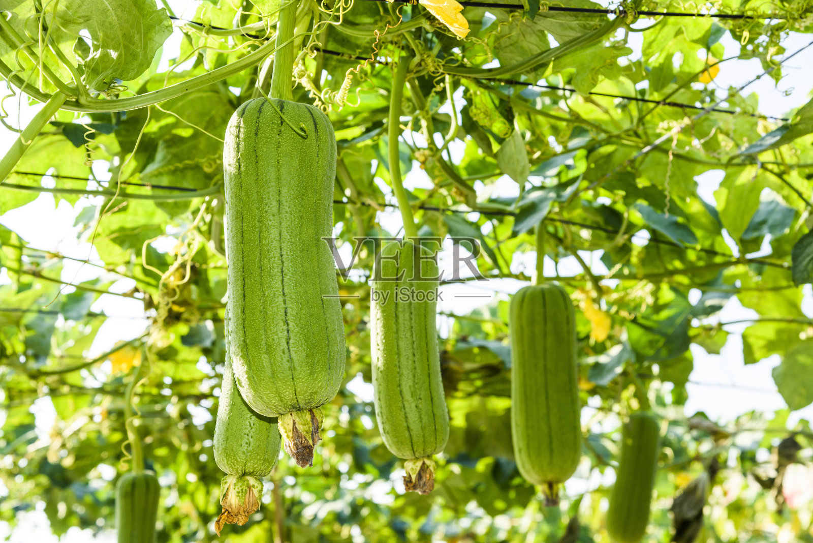 园内种植丝瓜、丝瓜柱。照片摄影图片