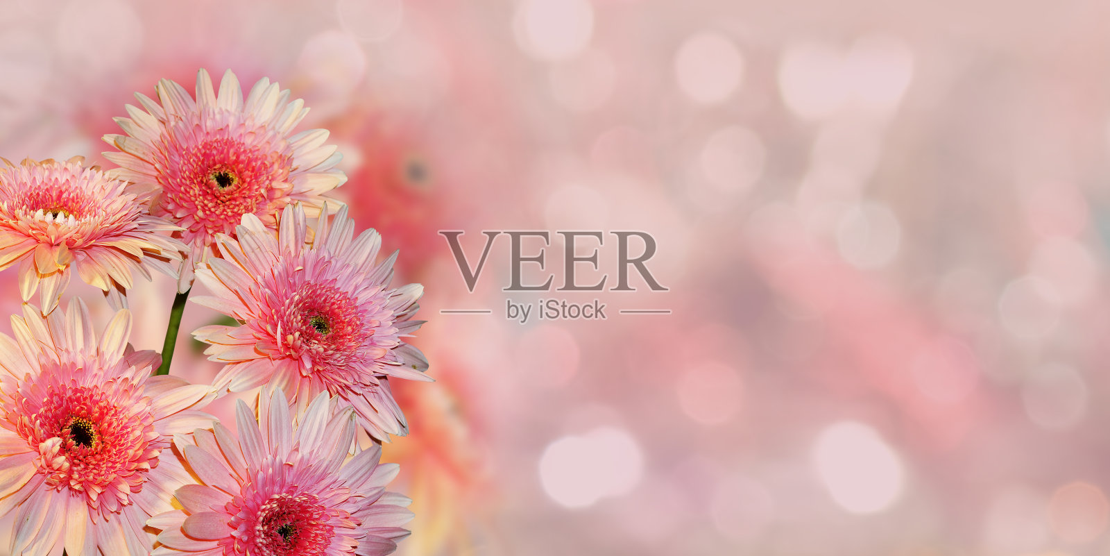 模糊的背景上花园里美丽的花朵照片摄影图片