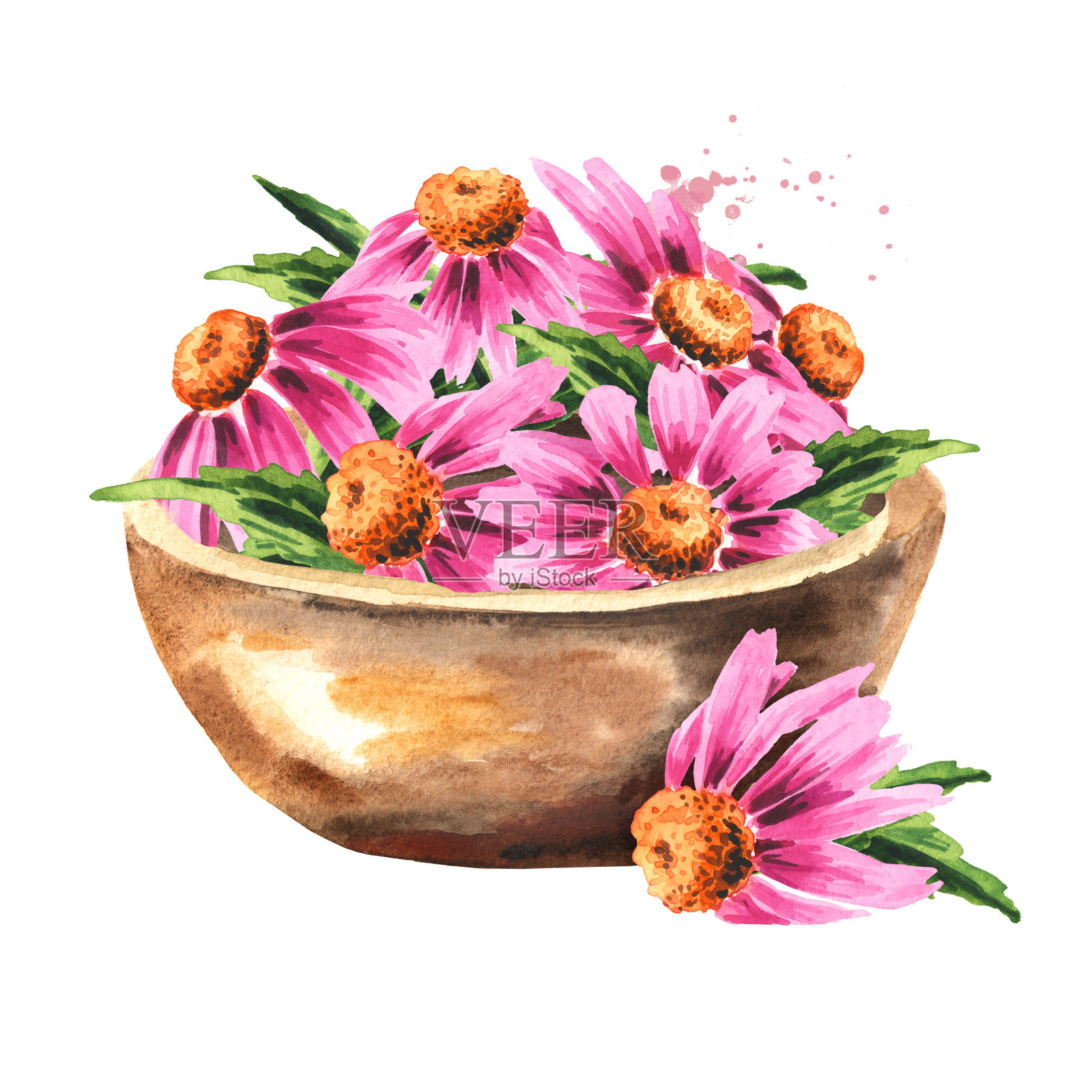 碗状，有紫锥菊花和叶子，药用植物或药草。手绘水彩插图，孤立的白色背景插画图片素材