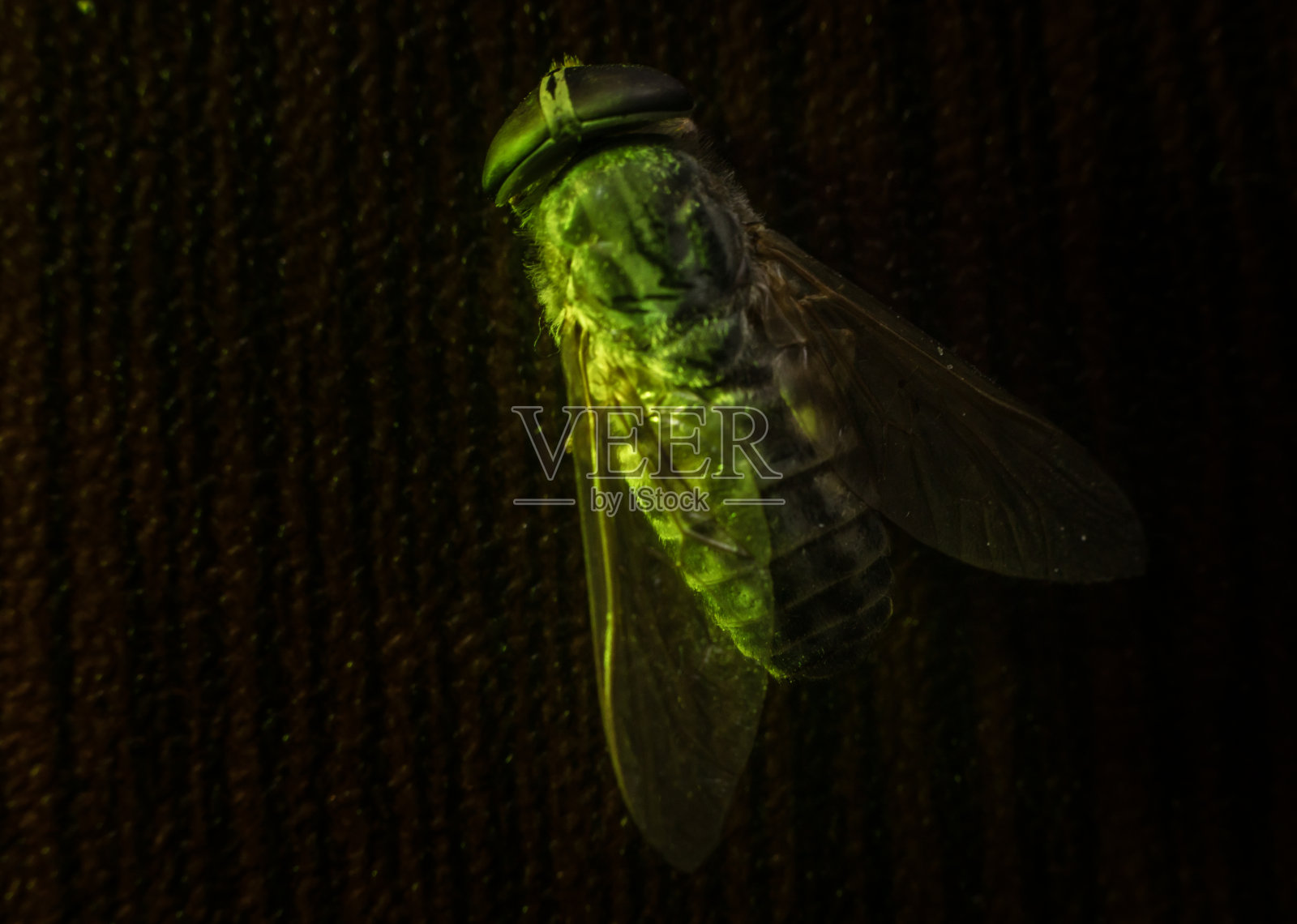 混合光。马蝇或牛虻或马蝇双翅目昆虫。有选择性的重点。照片摄影图片