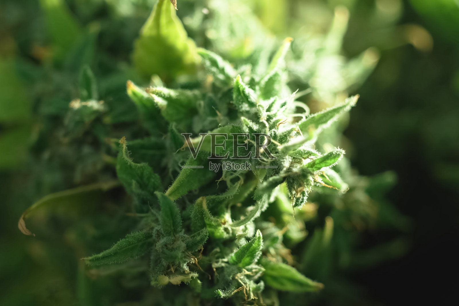 大麻花序尖端的微距照片，大麻枝上的四氢大麻酚晶体。照片摄影图片