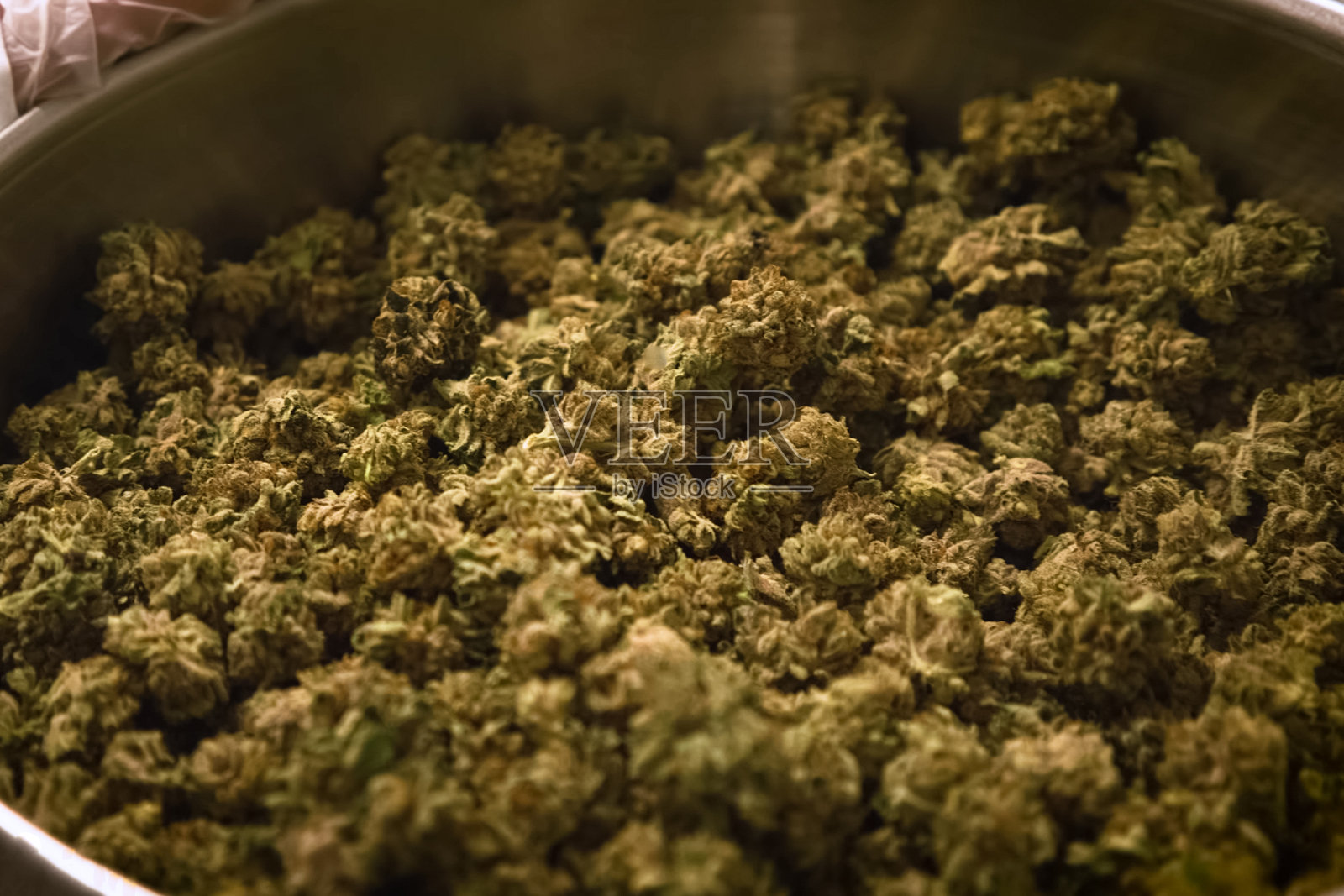 大麻花序在实验室的锅中照片摄影图片