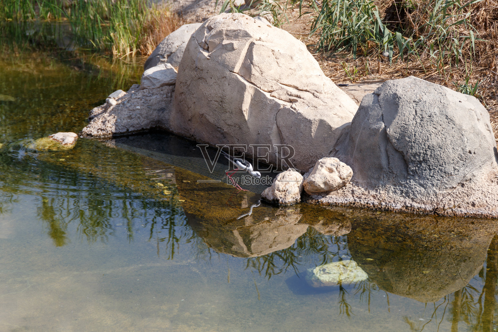 美丽的鸟儿飞到人工池塘喝水，野生动物照片摄影图片