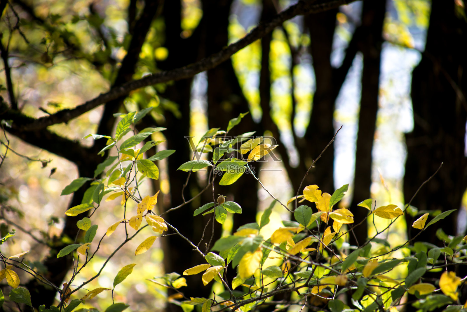 美丽的秋天森林在日落时间。阿塞拜疆自然照片摄影图片