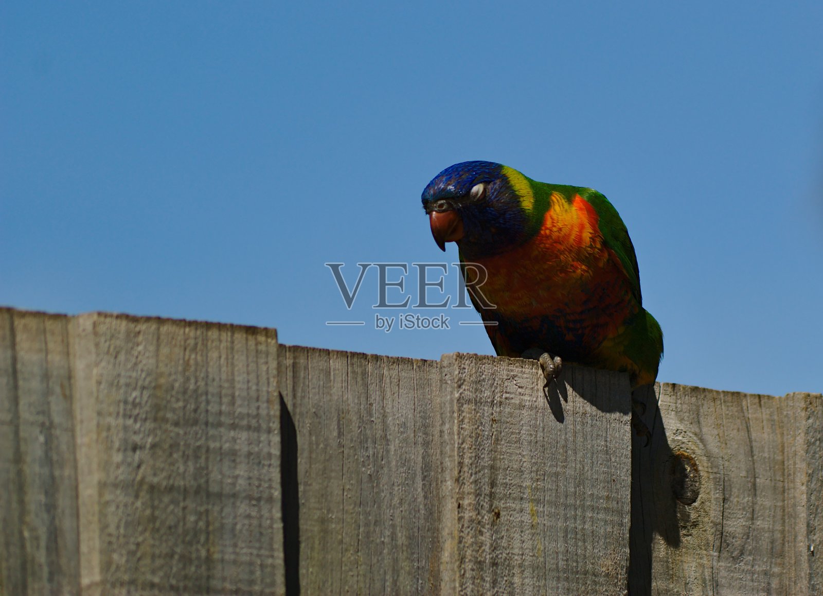 长尾鹦鹉闭上眼睛照片摄影图片