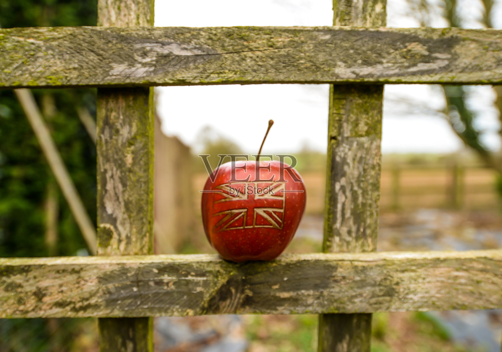 花园里的英国苹果照片摄影图片