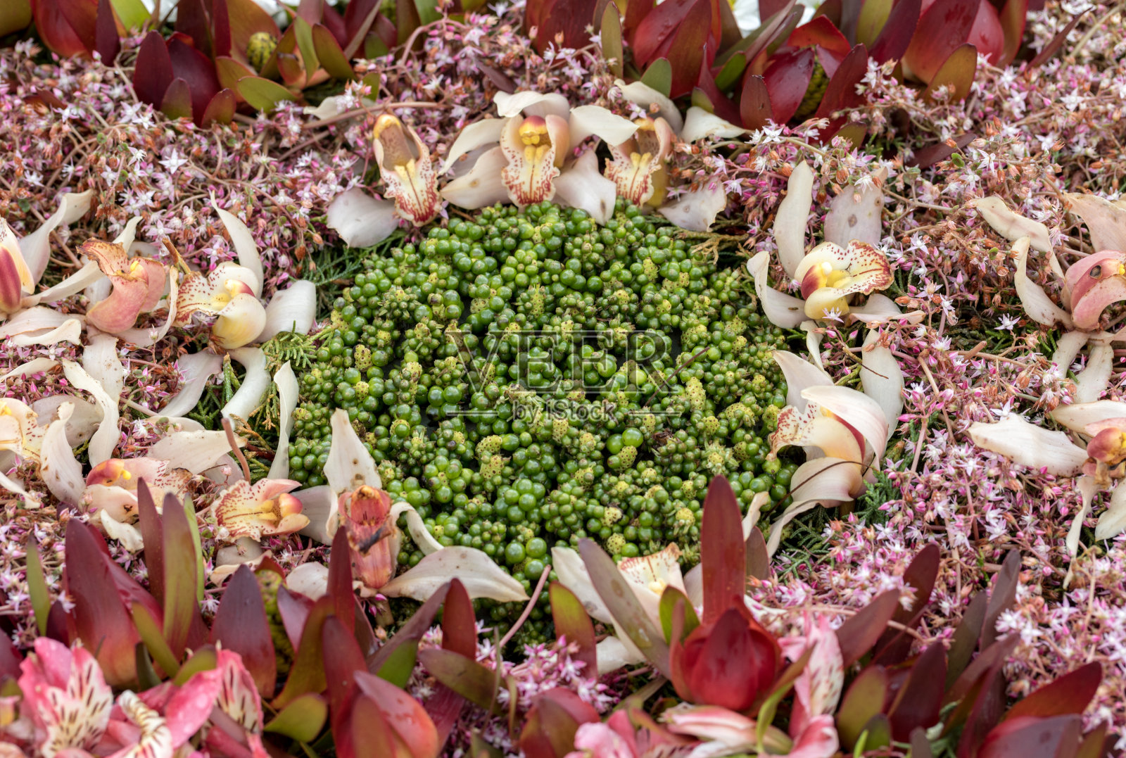 美丽的花卉装饰与多彩的热带花卉照片摄影图片