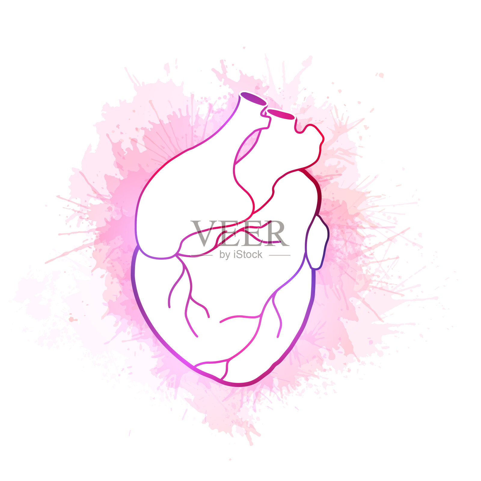 水彩插图的轮廓逼真的心与飞溅。医学图像。原来精致的元素，为贺卡在情人节分离的背景。矢量对象设计元素图片