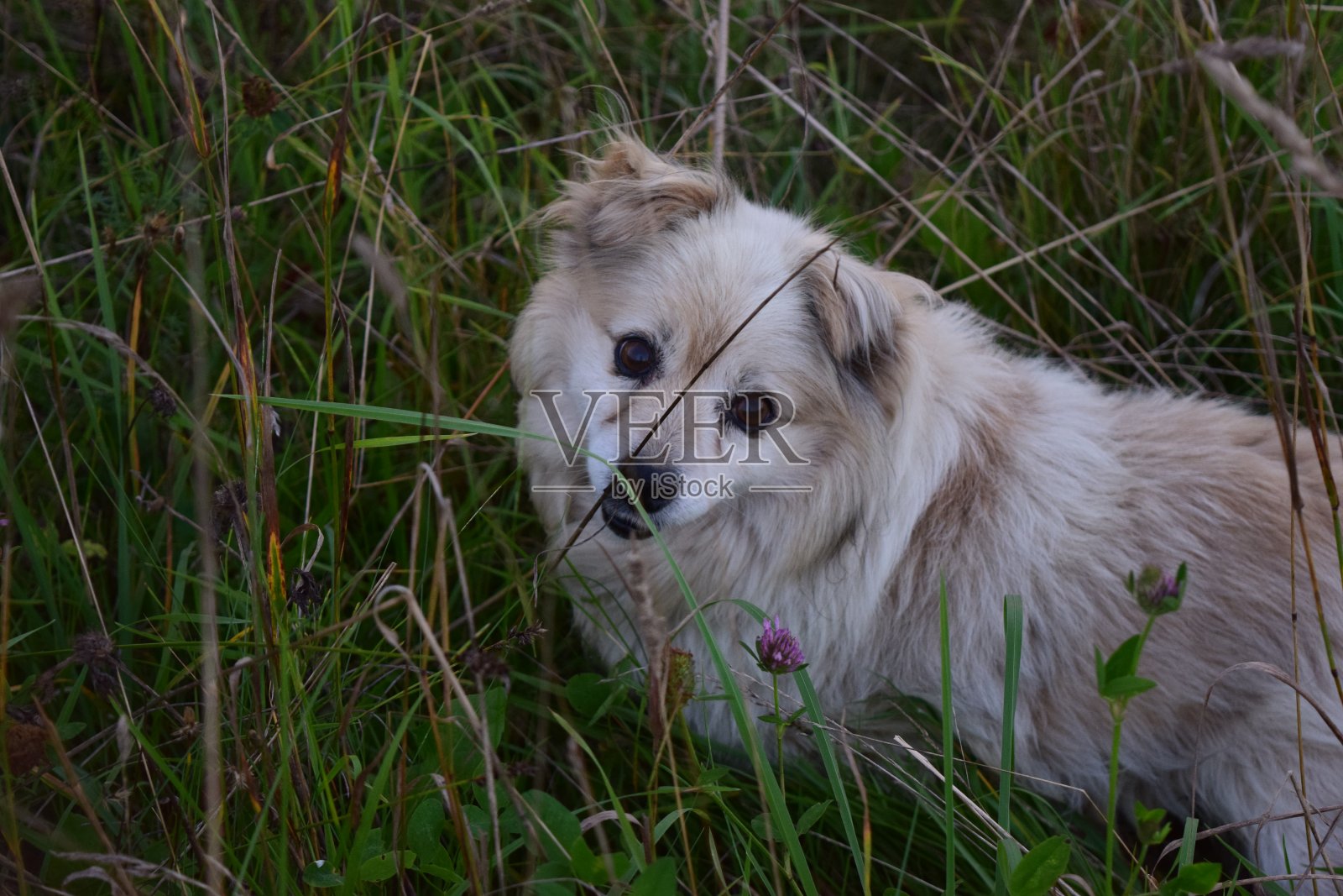 狗照片摄影图片