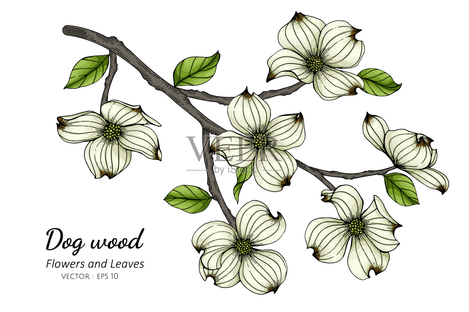 白色山茱萸花和叶子绘制插图与线条艺术在白色的背景。插画图片素材