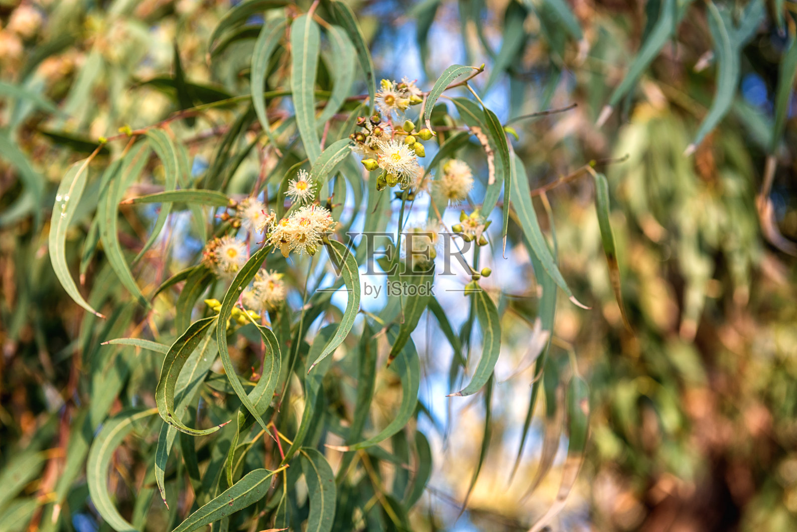 桉树的树枝，新鲜的绿叶和鲜花在野生的自然。自然植物和医学背景照片摄影图片