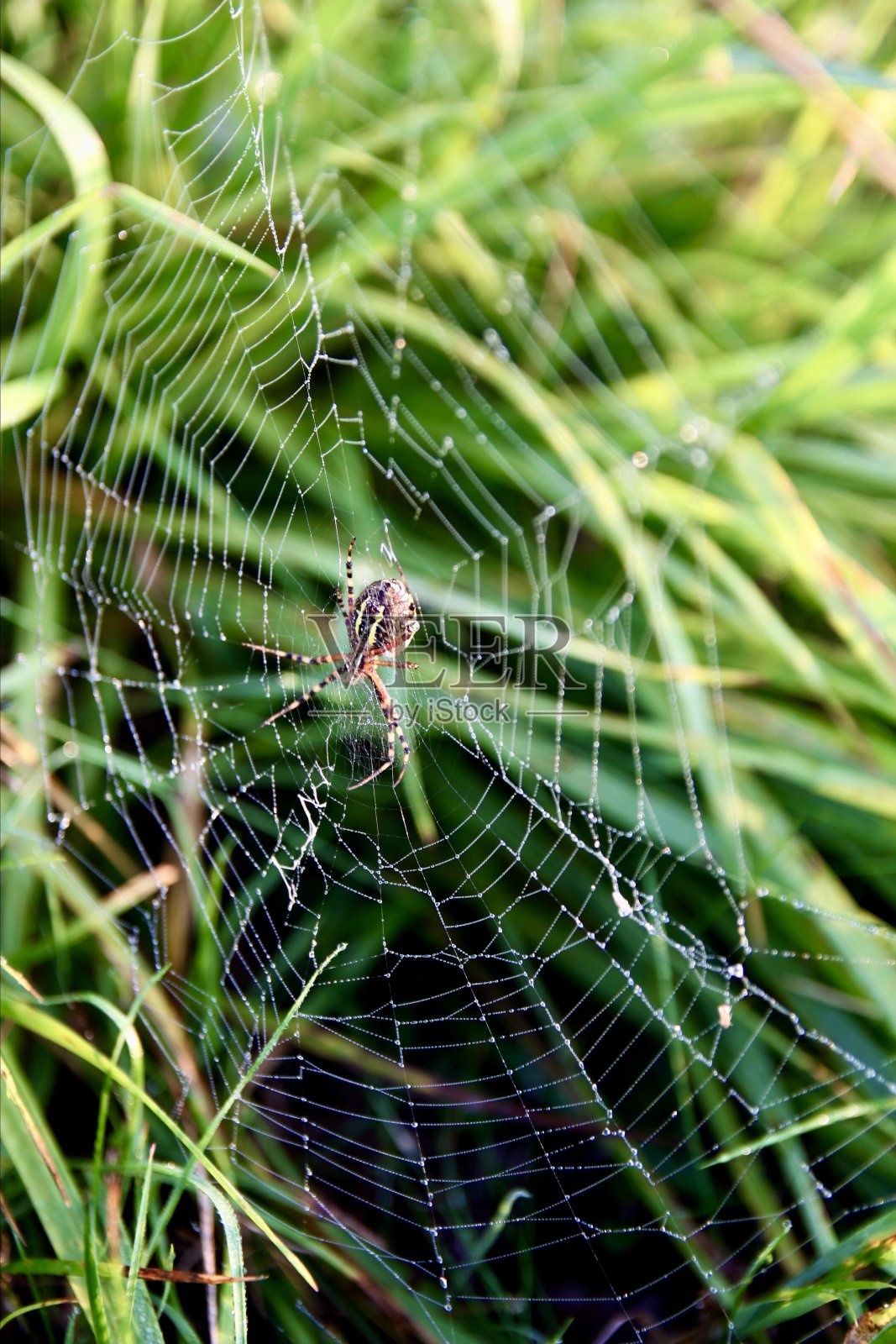 大蜘蛛网上的黄色蜘蛛的宏观视图在自然界的高草照片摄影图片