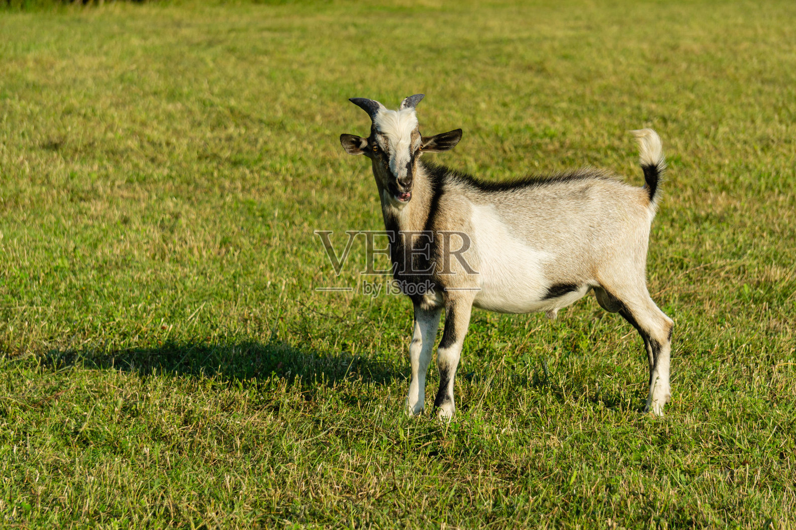 灰山羊站在那里，看向别处。有选择性的重点。灰色的高山山羊在绿色的草地上散步。灰色山羊的尾巴垂直翘起。北高加索的乡村生活之美照片摄影图片