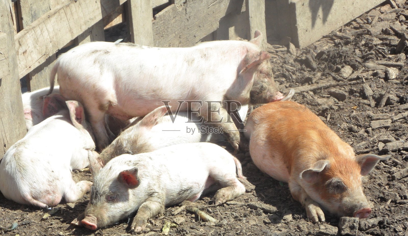 六只小猪在阳光下拥抱照片摄影图片