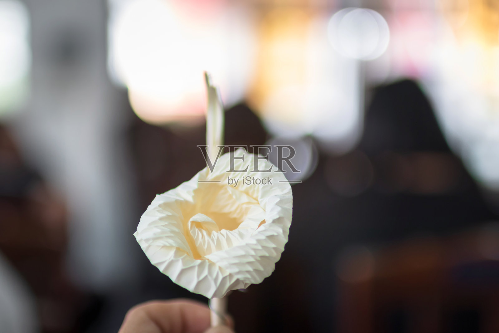 手持泰国葬礼用木花 (Dok Mai Jan)照片摄影图片