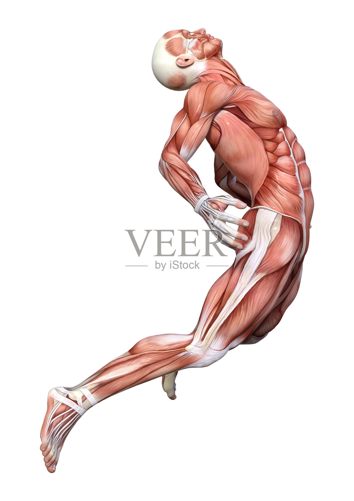 3D插图男性图形与肌肉地图上的白色照片摄影图片