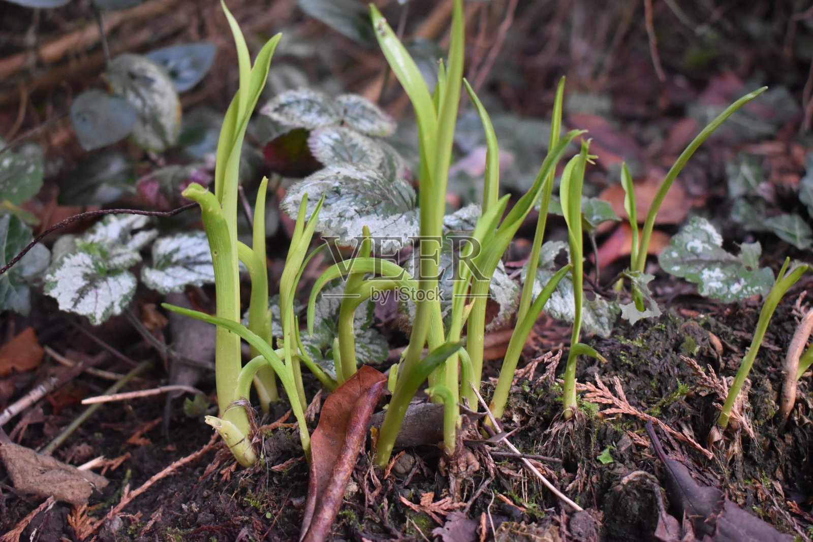 苗木幼树园，春意盎然。照片摄影图片