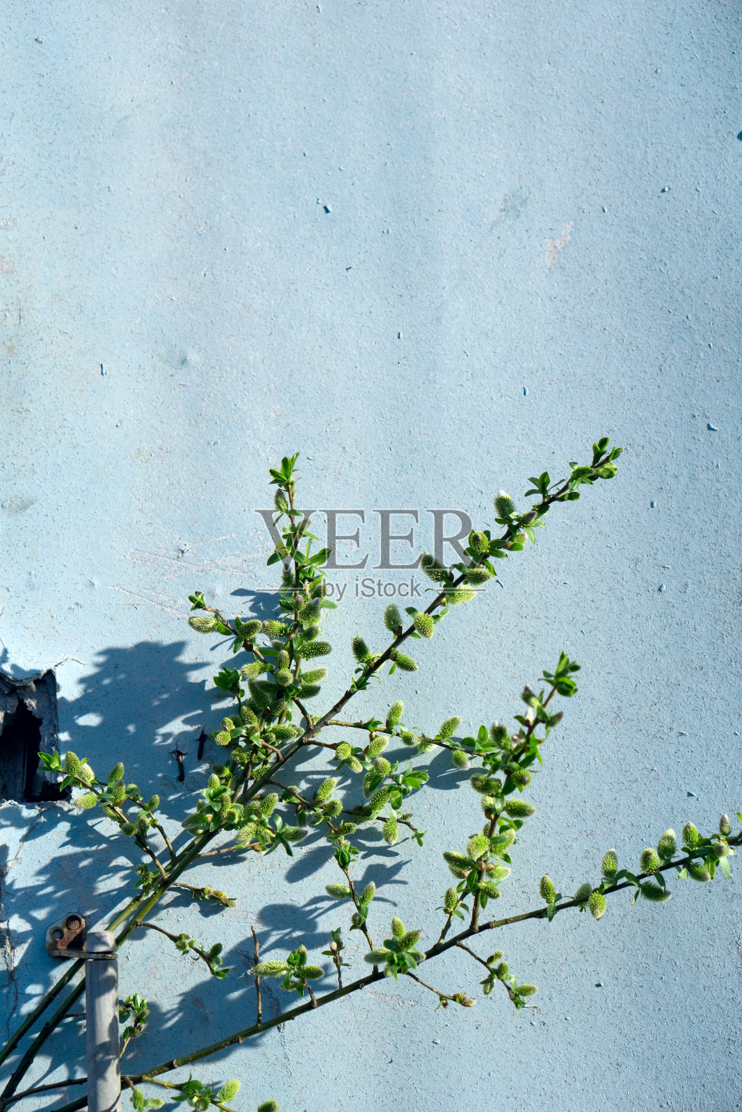 创意俯视图柳树盛开的花早午餐在质朴的蓝色木制背景与复制空间在最小的风格，照片摄影图片