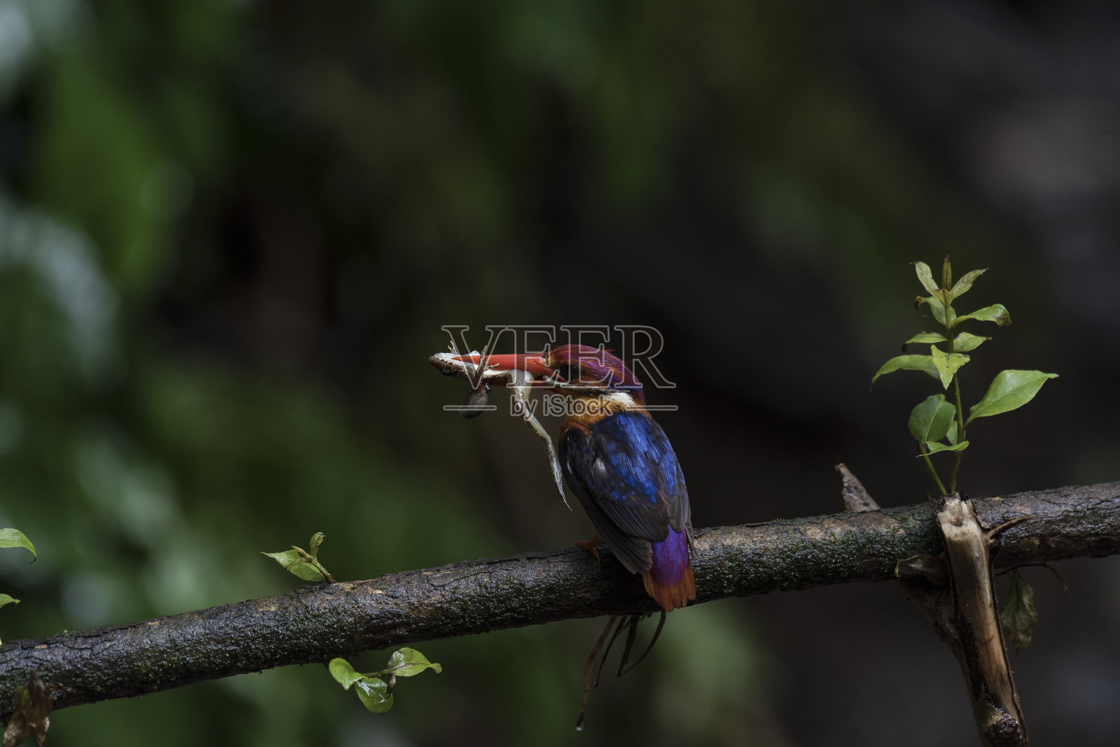 ODKF，东方矮人翠鸟与杀戮照片摄影图片
