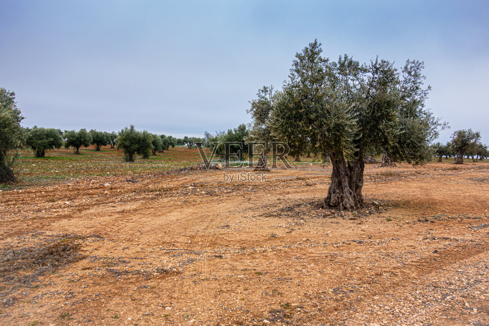 橄榄树照片摄影图片