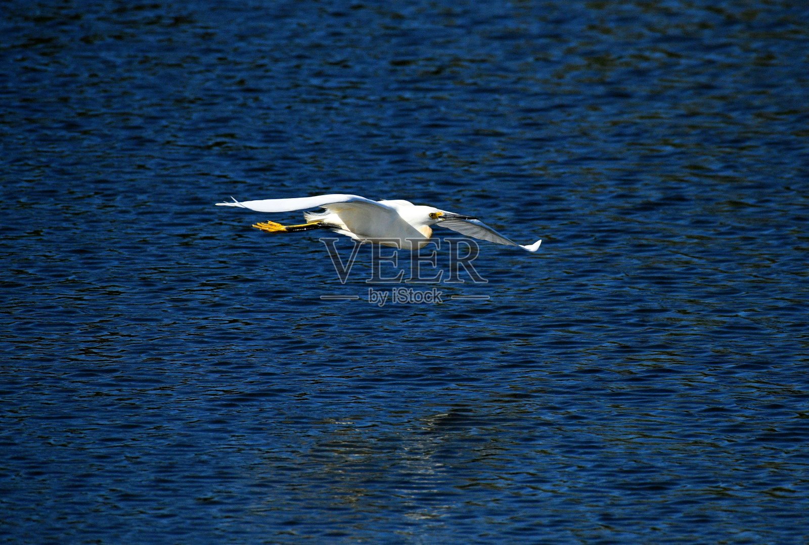 大沼泽地的鸟类照片摄影图片