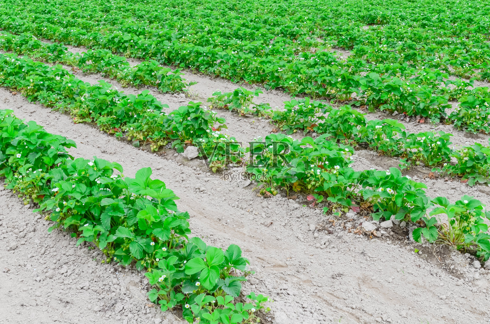 在美国华盛顿，一排排盛开的草莓，绿色的果实通向地平线照片摄影图片