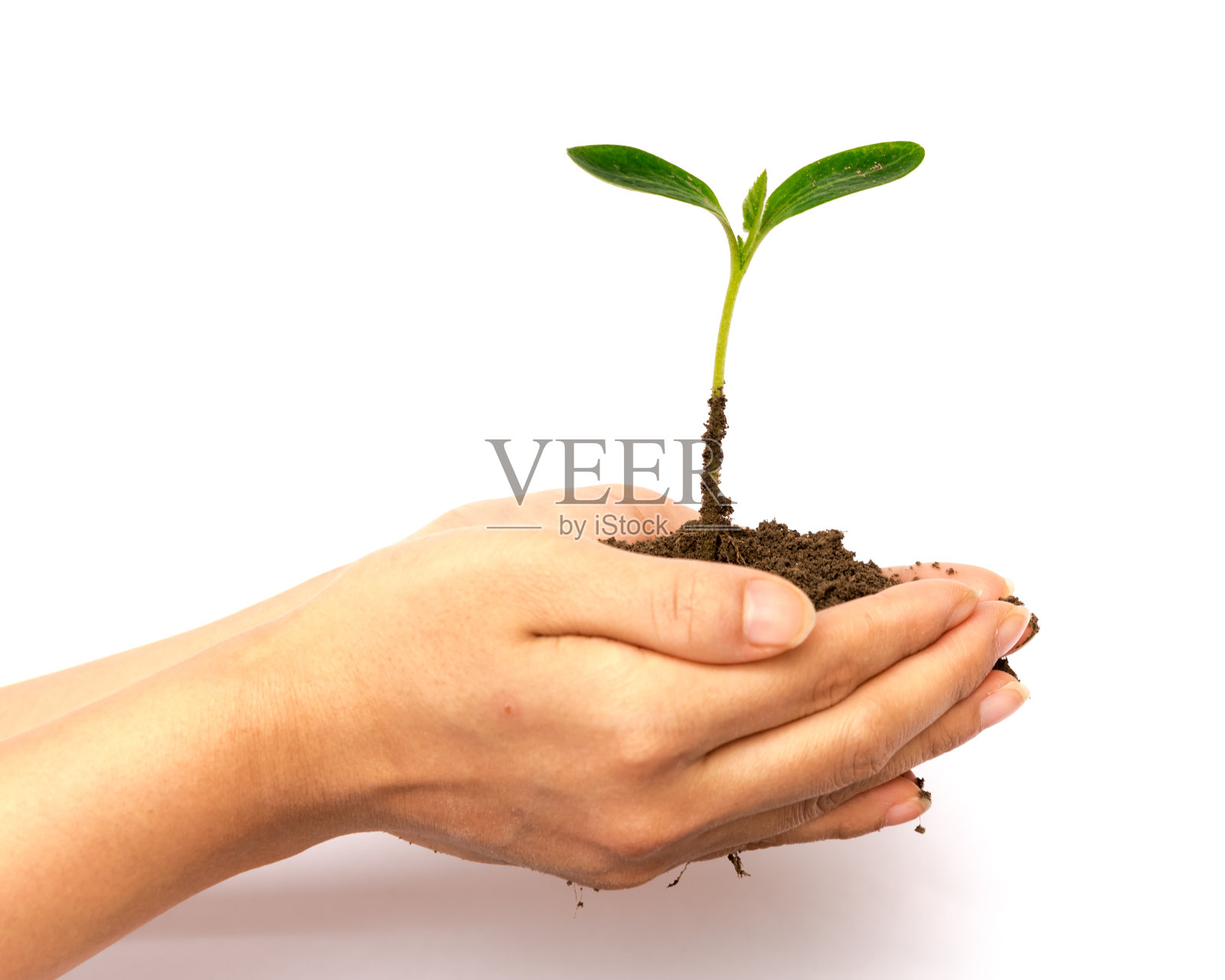 影棚拍摄：亚洲女人手中拿着绿色幼苗，隔离在白色背景上照片摄影图片