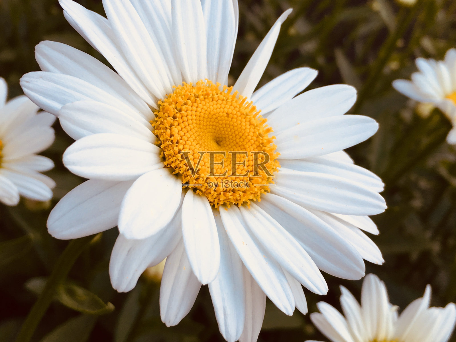 雏菊花照片摄影图片