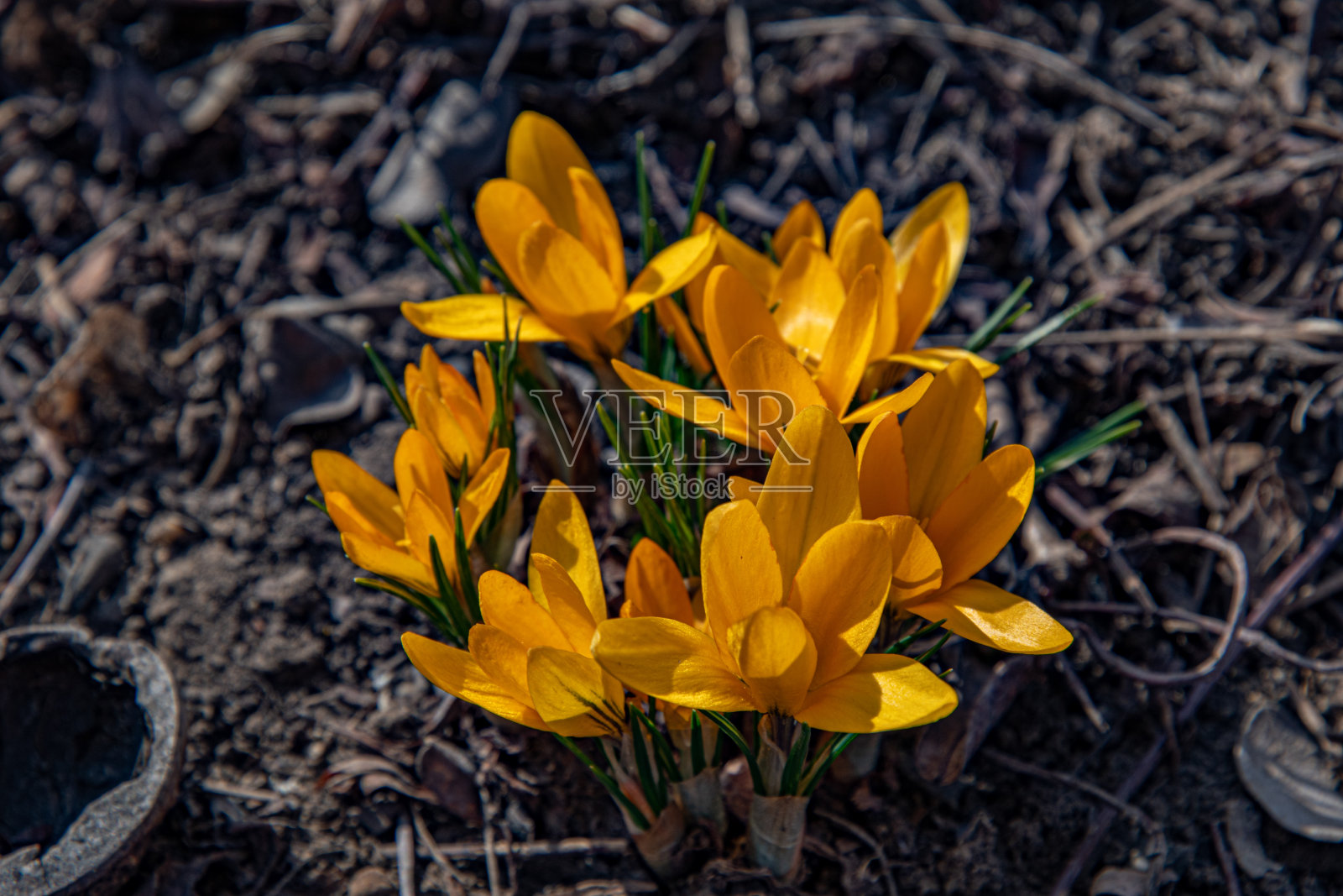 金黄色的花瓣盛开的番红花特写。俯视图的番红花植物鳞茎发芽从棕色土壤的地面。春天背景与复制空间。照片摄影图片