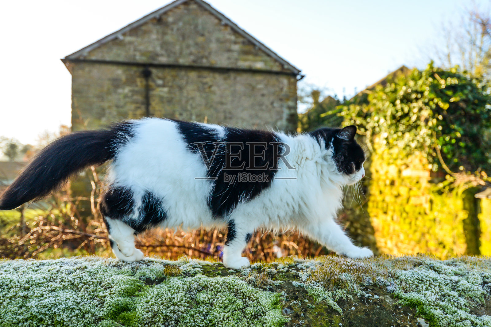 一只毛茸茸的猫在墙上走照片摄影图片