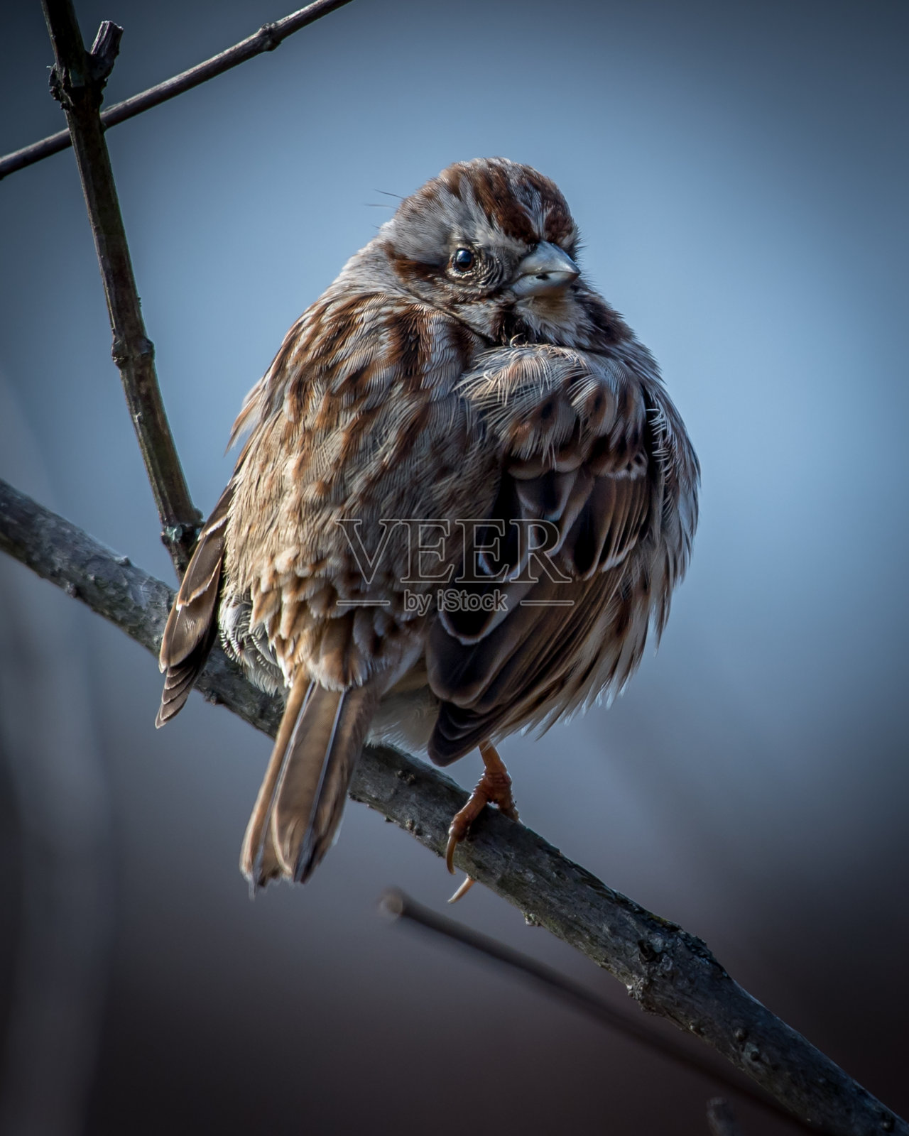 树枝上的沼泽麻雀照片摄影图片
