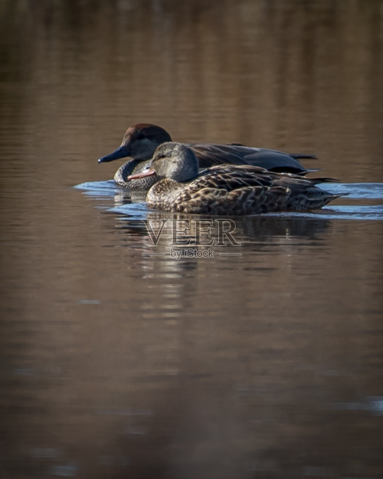 弗吉尼亚州亨特利草地公园的Gadwall Duck照片摄影图片