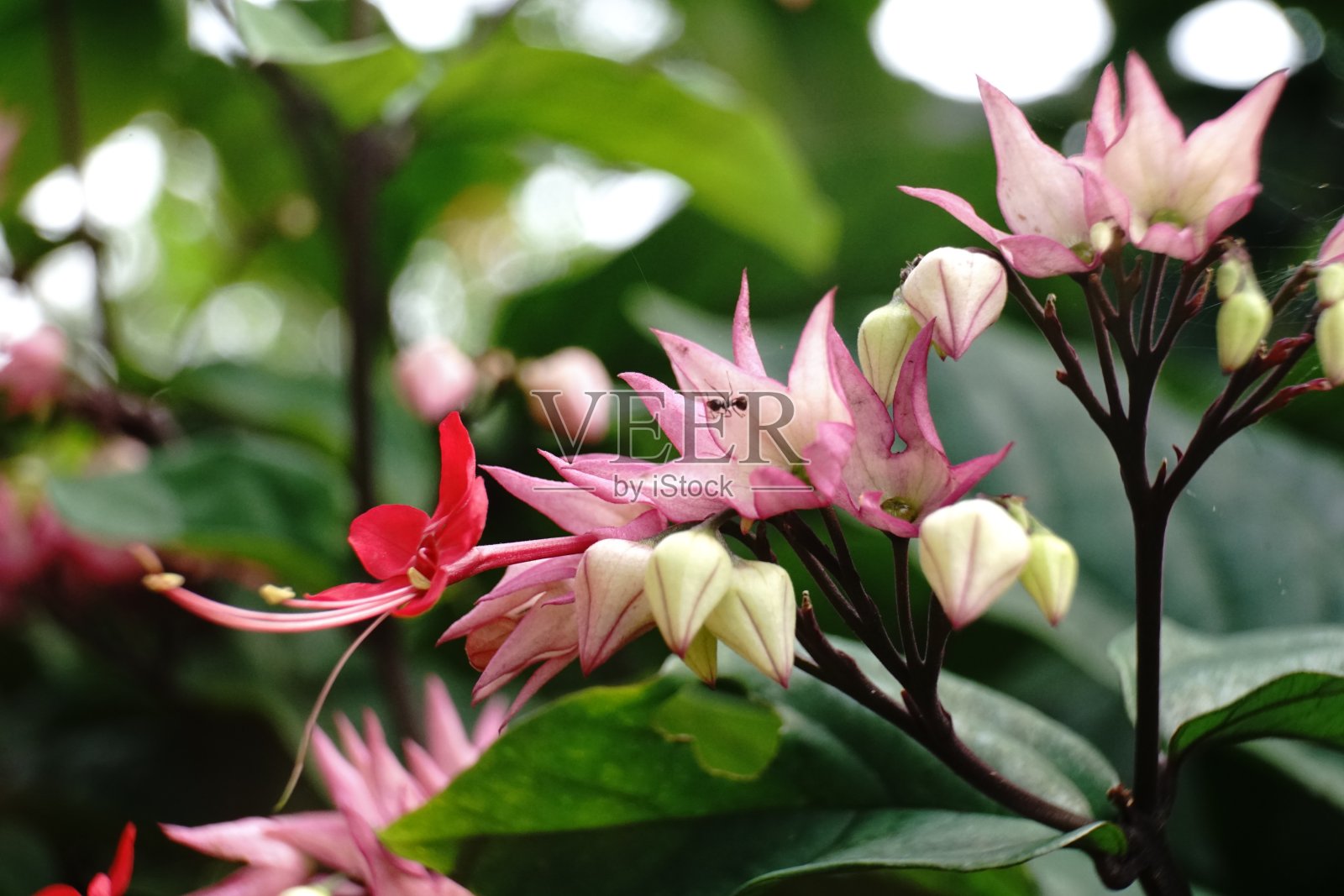 金银花照片摄影图片