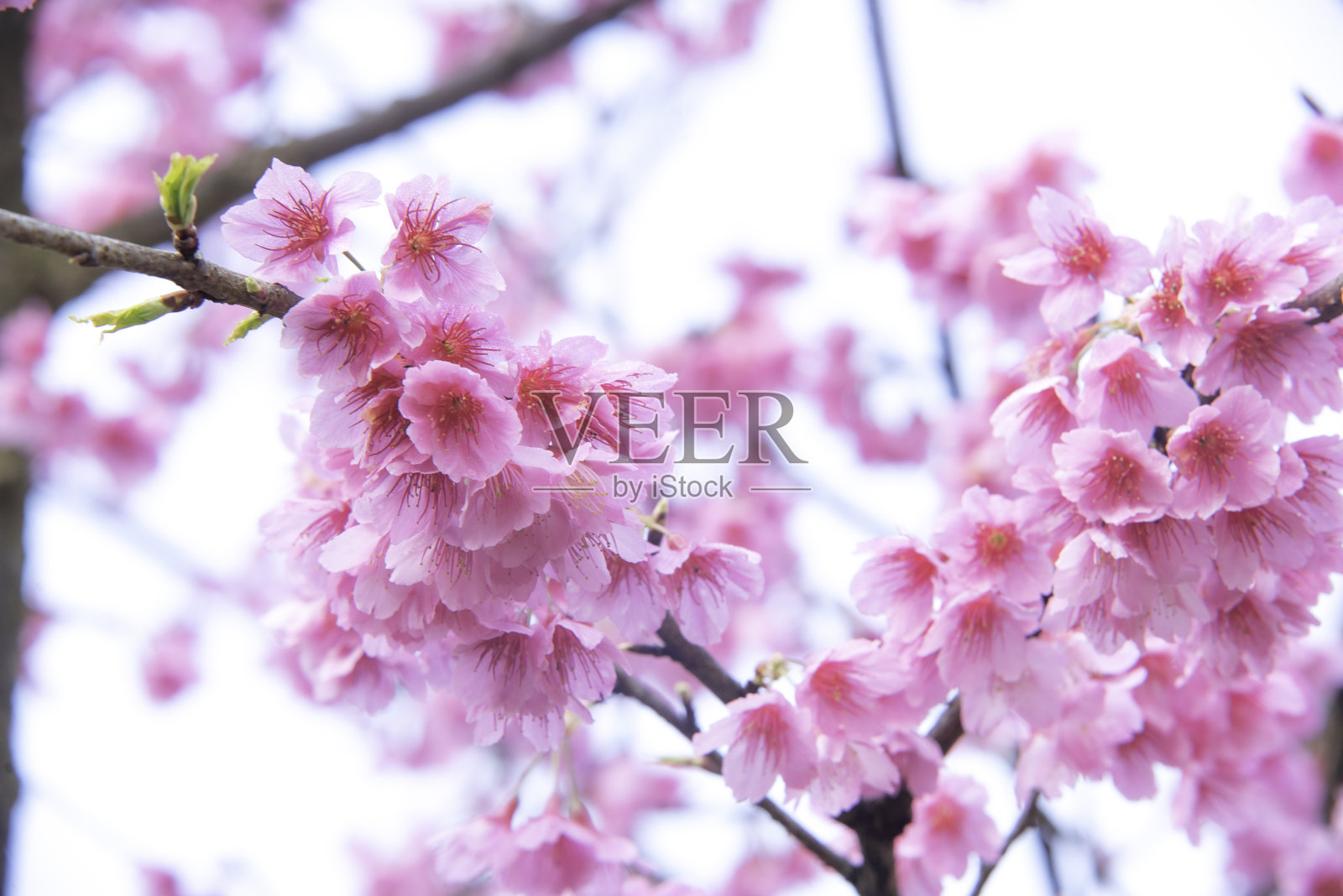 柔焦樱花，粉红色花朵背景。照片摄影图片